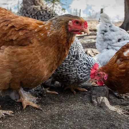 Reinheimen 山林小屋 *