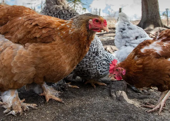 Reinheimen Jaktstuga *